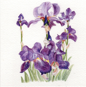 Arts South Northamptonshire logo