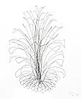 linecone