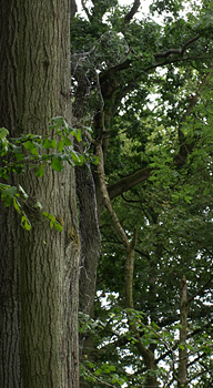 Spirit weave II (Art in Salcey Forest)